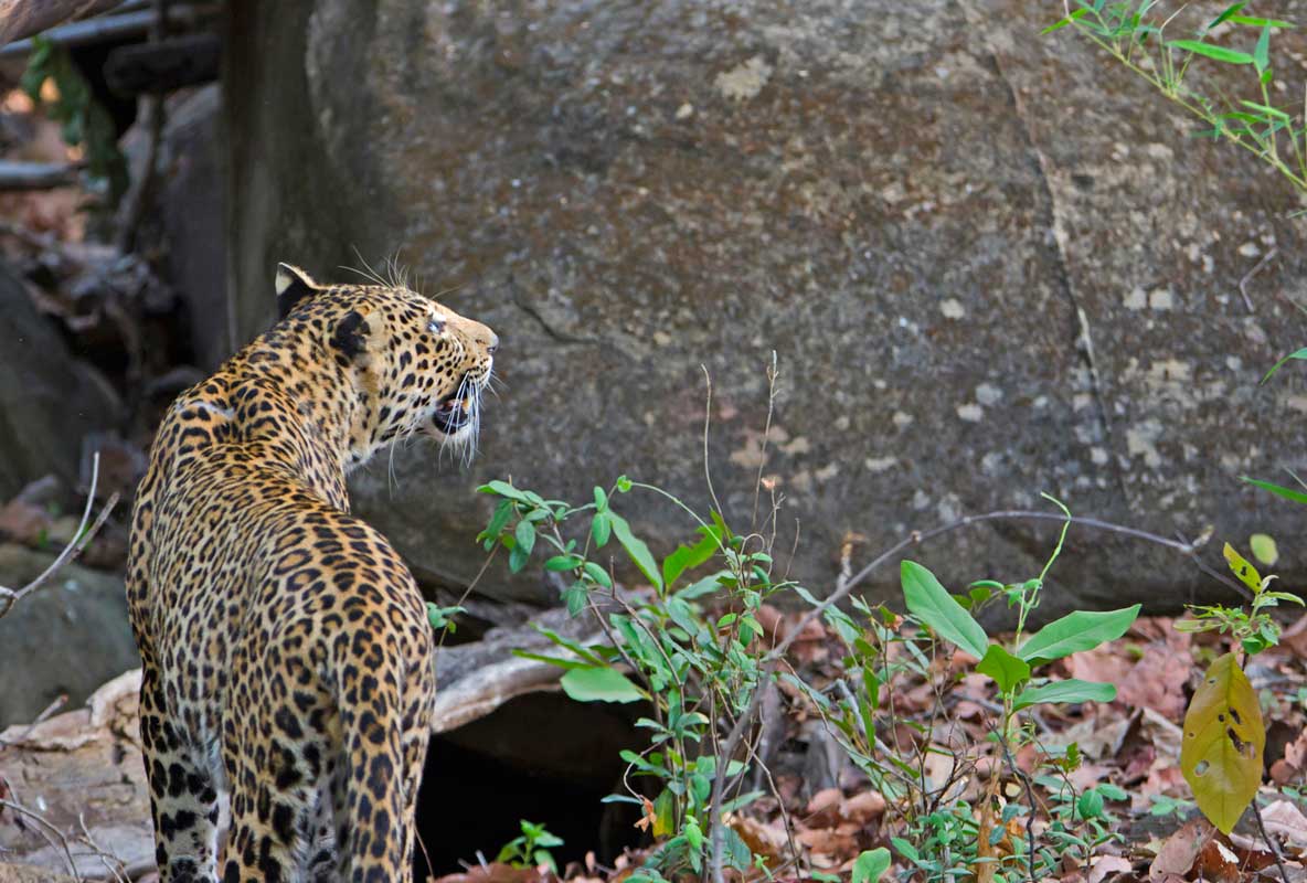 Junglewala MS9
