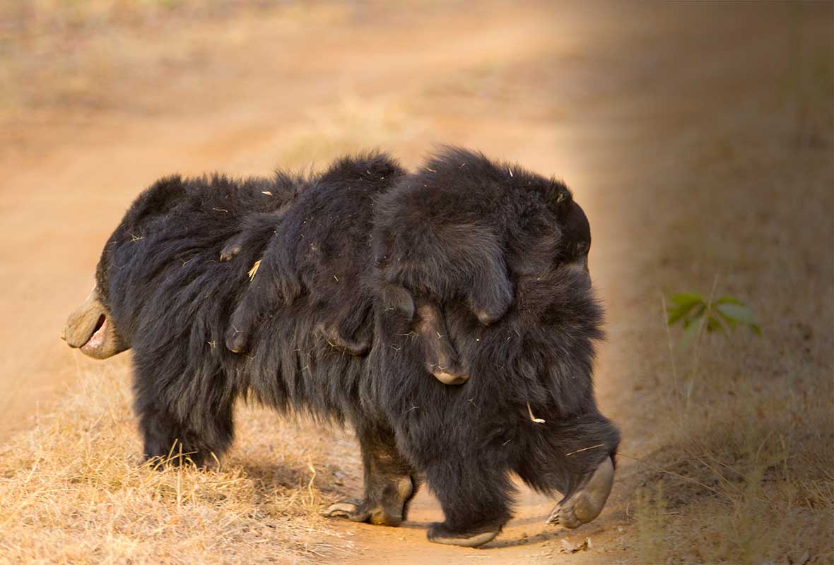 bear_junglewala