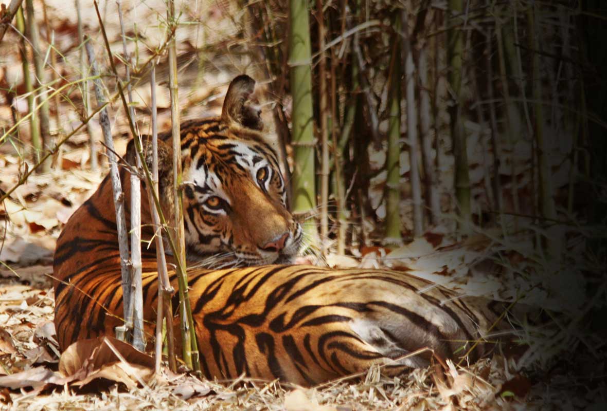 junglewala_img_tiger